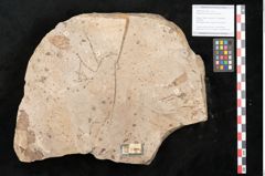 Foto (Objekt + Etikett) von Glyptostrobus europaeus Brongniart (NHMW-GEO-2024-0188-11398)